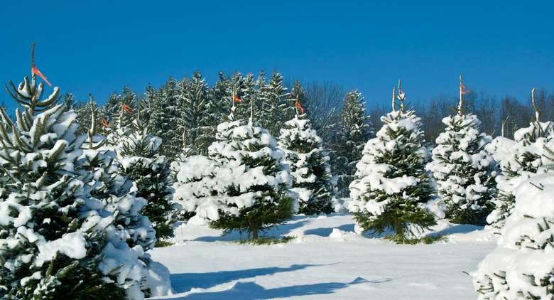 christmas-tree-farm